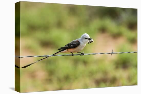 Scissor-Tailed Flycatcher-Gary Carter-Stretched Canvas