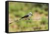 Scissor-Tailed Flycatcher-Gary Carter-Framed Stretched Canvas
