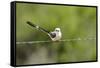 Scissor-Tailed Flycatcher-Gary Carter-Framed Stretched Canvas