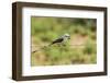 Scissor-Tailed Flycatcher-Gary Carter-Framed Premium Photographic Print