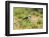 Scissor-Tailed Flycatcher-Gary Carter-Framed Premium Photographic Print