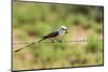 Scissor-Tailed Flycatcher-Gary Carter-Mounted Premium Photographic Print