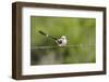 Scissor-Tailed Flycatcher-Gary Carter-Framed Photographic Print