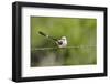 Scissor-Tailed Flycatcher-Gary Carter-Framed Photographic Print