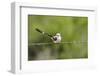 Scissor-Tailed Flycatcher-Gary Carter-Framed Photographic Print