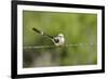 Scissor-Tailed Flycatcher-Gary Carter-Framed Photographic Print