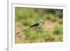 Scissor-Tailed Flycatcher-Gary Carter-Framed Photographic Print