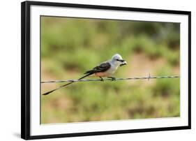 Scissor-Tailed Flycatcher-Gary Carter-Framed Photographic Print