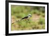 Scissor-Tailed Flycatcher-Gary Carter-Framed Photographic Print