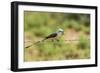 Scissor-Tailed Flycatcher-Gary Carter-Framed Photographic Print