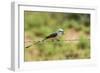 Scissor-Tailed Flycatcher-Gary Carter-Framed Photographic Print