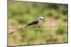 Scissor-Tailed Flycatcher-Gary Carter-Mounted Photographic Print