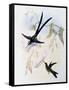 Scissor-Tailed Hummingbird (Hylonympha Macrocerca)-John Gould-Framed Stretched Canvas