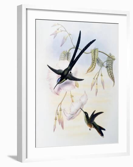 Scissor-Tailed Hummingbird (Hylonympha Macrocerca)-John Gould-Framed Giclee Print