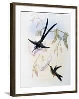 Scissor-Tailed Hummingbird (Hylonympha Macrocerca)-John Gould-Framed Giclee Print