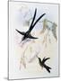 Scissor-Tailed Hummingbird (Hylonympha Macrocerca)-John Gould-Mounted Giclee Print