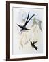 Scissor-Tailed Hummingbird (Hylonympha Macrocerca)-John Gould-Framed Giclee Print