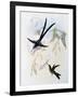 Scissor-Tailed Hummingbird (Hylonympha Macrocerca)-John Gould-Framed Giclee Print