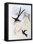 Scissor-Tailed Hummingbird (Hylonympha Macrocerca)-John Gould-Framed Stretched Canvas