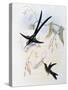 Scissor-Tailed Hummingbird (Hylonympha Macrocerca)-John Gould-Stretched Canvas