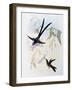 Scissor-Tailed Hummingbird (Hylonympha Macrocerca)-John Gould-Framed Giclee Print