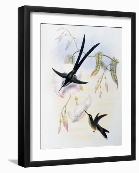 Scissor-Tailed Hummingbird (Hylonympha Macrocerca)-John Gould-Framed Giclee Print