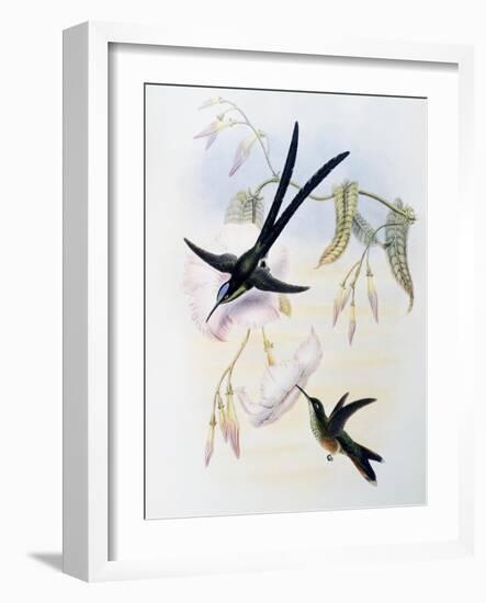 Scissor-Tailed Hummingbird (Hylonympha Macrocerca)-John Gould-Framed Giclee Print