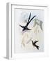 Scissor-Tailed Hummingbird (Hylonympha Macrocerca)-John Gould-Framed Giclee Print