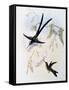Scissor-Tailed Hummingbird (Hylonympha Macrocerca)-John Gould-Framed Stretched Canvas