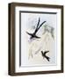 Scissor-Tailed Hummingbird (Hylonympha Macrocerca)-John Gould-Framed Giclee Print