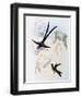 Scissor-Tailed Hummingbird (Hylonympha Macrocerca)-John Gould-Framed Giclee Print