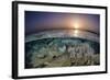 Scissortail Sergeants (Abudefduf Sexfasciatus) Swimming over Hard Corals (Acropora Sp-Alex Mustard-Framed Photographic Print