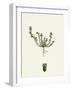 Scleranthus Annuus Var. Biennis Common Knawel Var. B-null-Framed Giclee Print