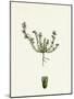 Scleranthus Annuus Var. Biennis Common Knawel Var. B-null-Mounted Giclee Print