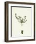 Scleranthus Annuus Var. Biennis Common Knawel Var. B-null-Framed Giclee Print