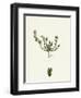 Scleranthus Annuus Var. Biennis Common Knawel Var. B-null-Framed Giclee Print