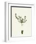 Scleranthus Annuus Var. Biennis Common Knawel Var. B-null-Framed Giclee Print