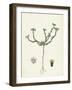 Scleranthus Perennis Perennial Knawel-null-Framed Giclee Print