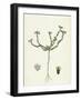 Scleranthus Perennis Perennial Knawel-null-Framed Giclee Print