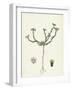 Scleranthus Perennis Perennial Knawel-null-Framed Giclee Print