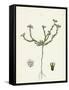 Scleranthus Perennis Perennial Knawel-null-Framed Stretched Canvas