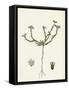 Scleranthus Perennis Perennial Knawel-null-Framed Stretched Canvas