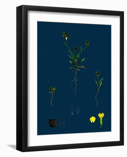 Sclerochloa Borreri; Borrer's Meadow-Grass-null-Framed Giclee Print