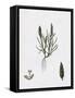 Sclerochloa Loliacea Dwarf Meadow-Grass-null-Framed Stretched Canvas