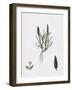 Sclerochloa Loliacea Dwarf Meadow-Grass-null-Framed Giclee Print