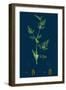 Sclerochloa Procumbens; Procumbent Meadow-Grass-null-Framed Giclee Print