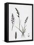 Sclerochloa Rigida Hard Meadow-Grass-null-Framed Stretched Canvas