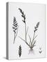 Sclerochloa Rigida Hard Meadow-Grass-null-Stretched Canvas