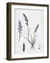 Sclerochloa Rigida Hard Meadow-Grass-null-Framed Giclee Print