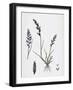 Sclerochloa Rigida Hard Meadow-Grass-null-Framed Giclee Print